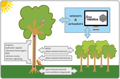 Plant Science View on Biohybrid Development